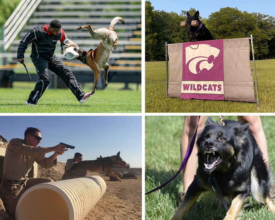 Working Dogs - military dogs