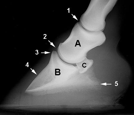 Radiograph of the Lateral view
