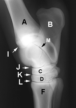 Radiograph of the Lateral view