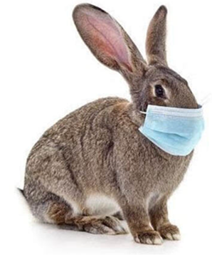 Masked bunny