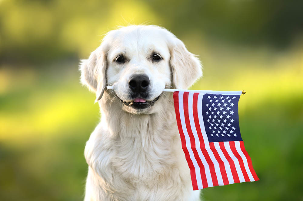 Dog holding an American Flag