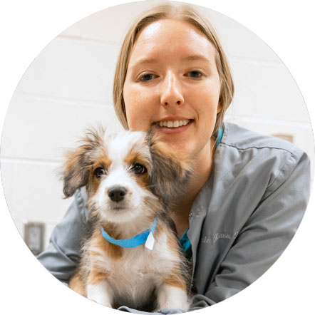 Veterinary Nurse Recruiting 