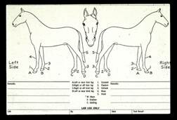 Horse breed drawings