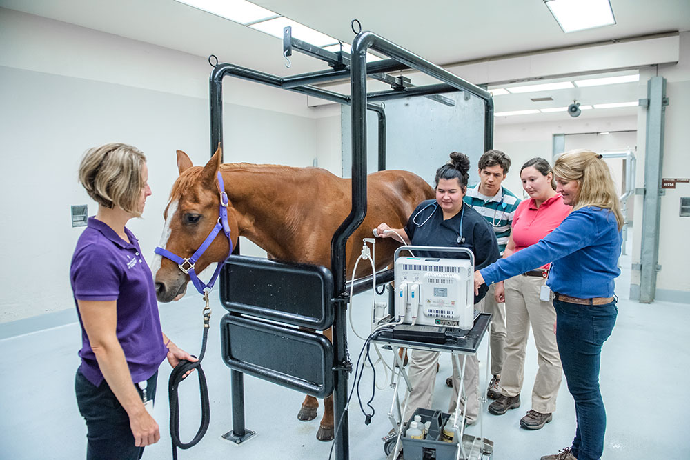 Equine Internal Medicine at the KState Veterinary Health Center