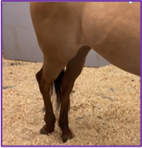 clinical sign of EHV-1, wobbly hind legs