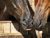 Equine nose-to-nose contact