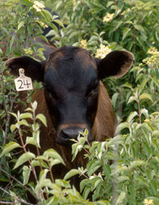 Cow in bushes