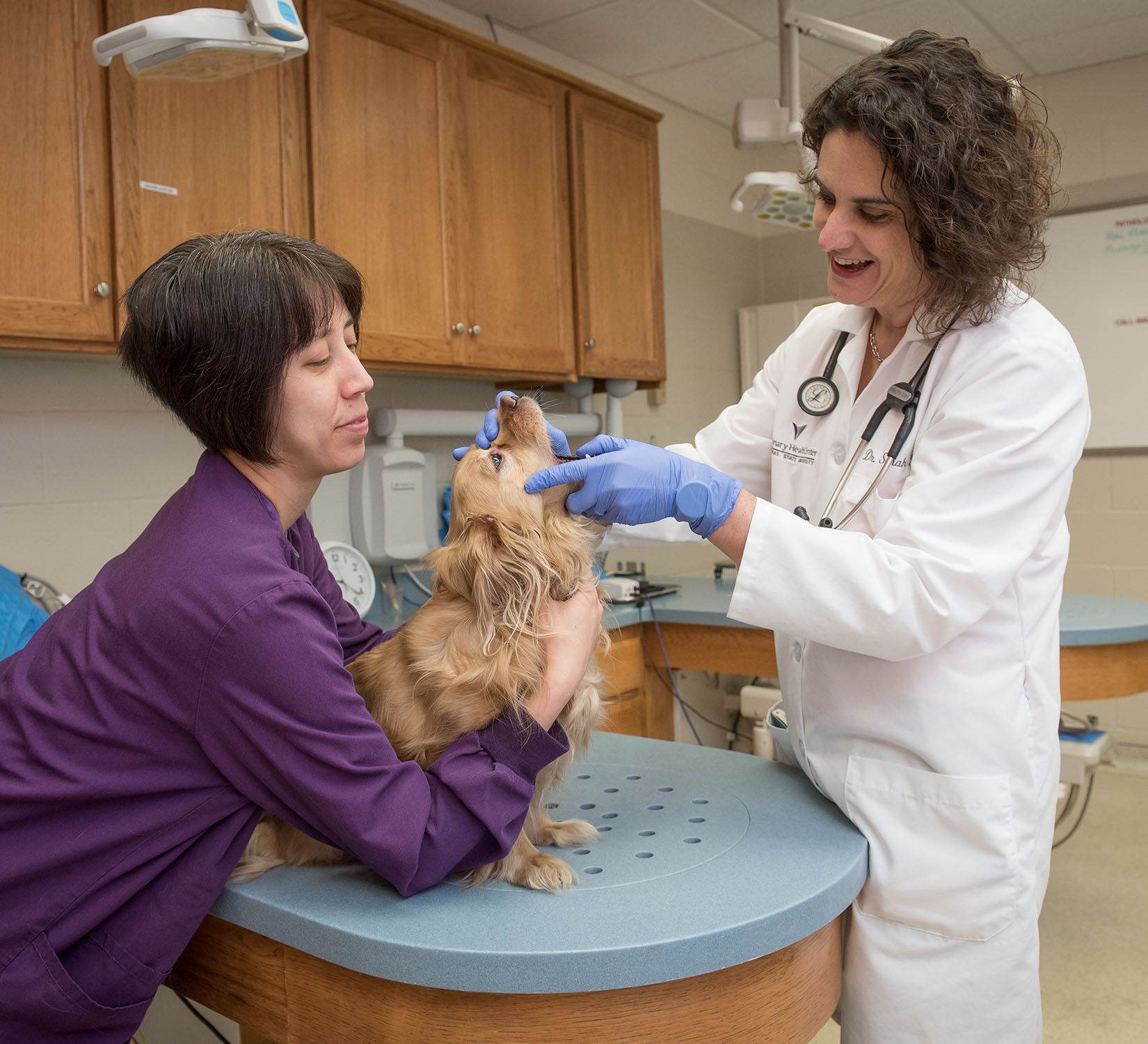 Dr. Sarah Kaufman dental exam on dog