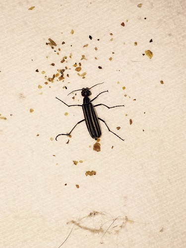 blister bugs in alfalfa hay