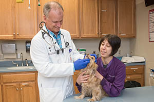 veterinary nurse 