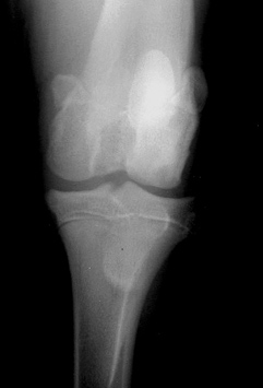 Radiograph showing Left stifle. Craniocaudal view.