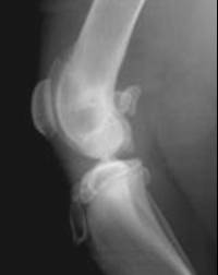 Radiograph showing Left stifle. Lateral view.