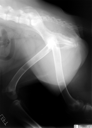 Radiograph of the Lateral Pelvis