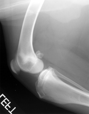 Radiograph of the Lateral Left Stifle
