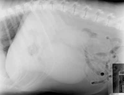 Fig. 3 Lateral Cranial Abdomen