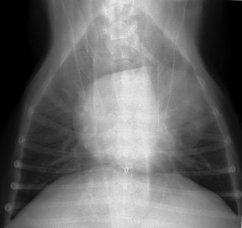 Radiograph of the Ventrodorsal view