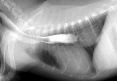 Radiograph of the Esophagram (50% Iohexol and water given orally) - right lateral view