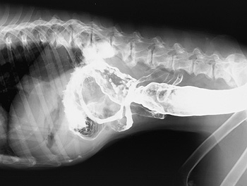 Radiograph of the Right lateral view at 22 hours