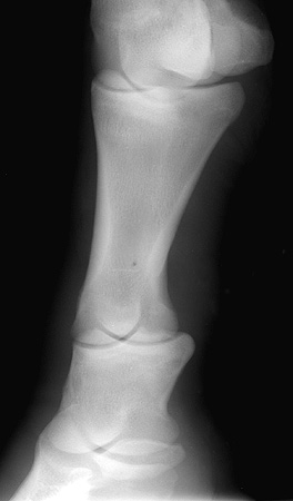 Radiograph of the DLPM oblique view - right front pastern
