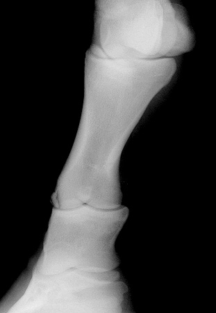 Radiograph of the DMPL oblique view - right front pastern