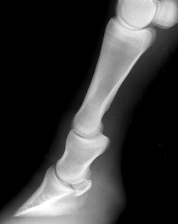 Radiograph of the Lateral view - right front pastern