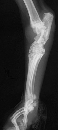 Radiograph of the Right DLPL oblique view