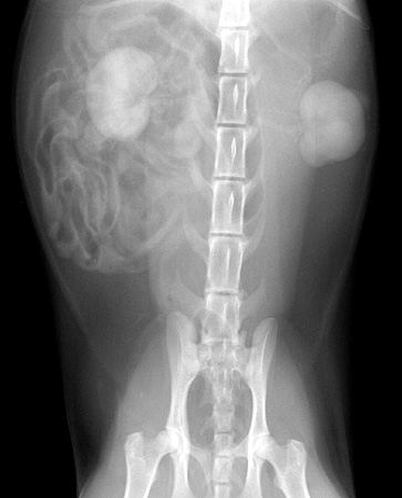 Radiograph of the Ventrodorsal View - Nephrogenic Phase