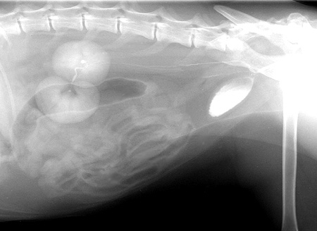 Radiograph of the Right Lateral Oblique View