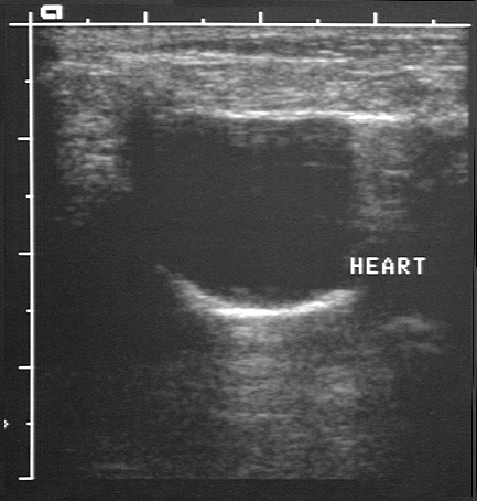 Cranial Mediastinal Ultrasound image