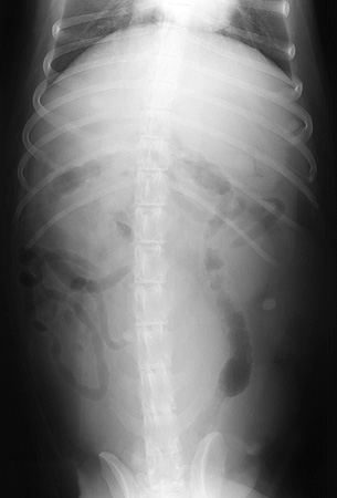 Radiograph of the Ventrodorsal View