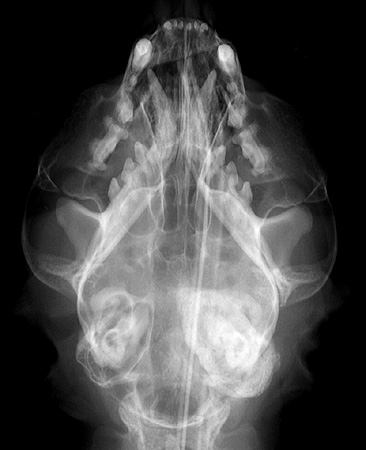 Radiograph of the Dorsoventral View