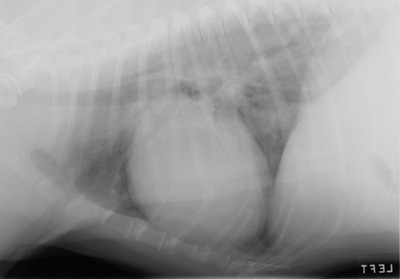 Radiograph of a Labrador 